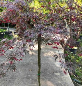 Клен Дисектум Гарнет ACER PALMATUM DISSECTUM GARNET C63 Н140 1/2 FUSTO